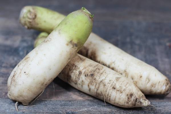 Radis Daïkon BIO - Les potagers de Marcoussis