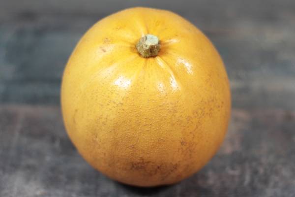 Courge Melonette Jaspée de Vendée Bio - Le Clos de Nonville