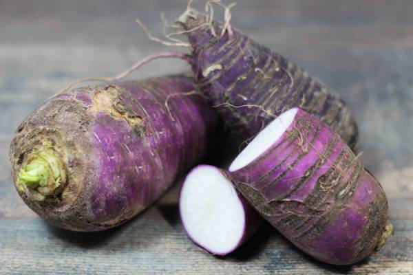 Radis Bleu d'automne BIO - Les potagers de Marcoussis