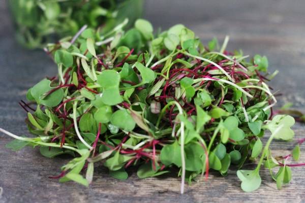 Duo Rouge & Noir - La Belle Pousse