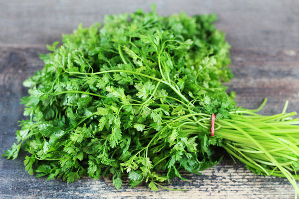 Cerfeuil - EARL Chevet