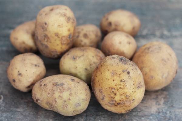 Pomme de terre BIO - Les jardins de Courances