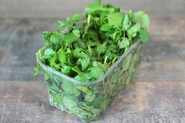 Cresson barquette - Cressonnière Villa Paul