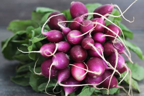 Radis violet - Annie, Francis et Julie Tremblay