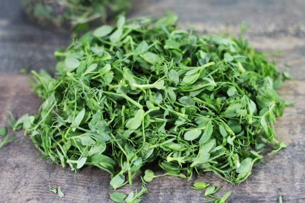 Pois Vert - La Belle Pousse