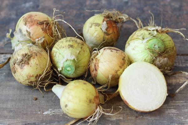 Oignons jaunes - Le Potager d'Olivier