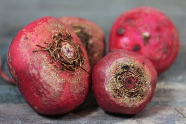 Betterave Chioggia BIO - Les Légumes de Planche