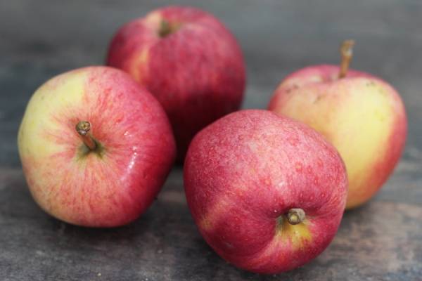 Pomme Royal Gala - Vergers de Pomamour