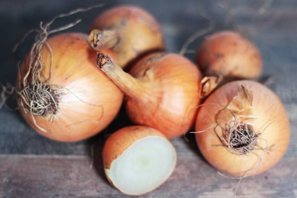 Oignons sturon Bio - Les potagers de Marcoussis