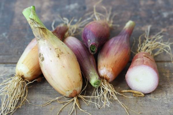 Echaillons - Le Potager d'Olivier