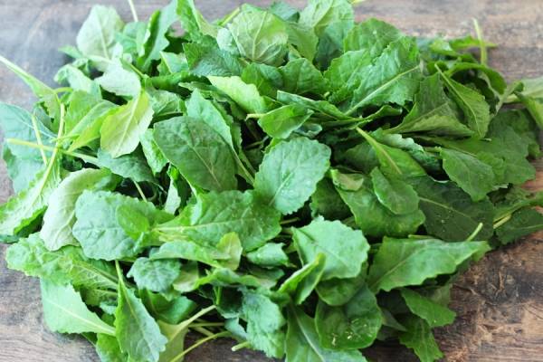 Pousse de Kale - Beausse