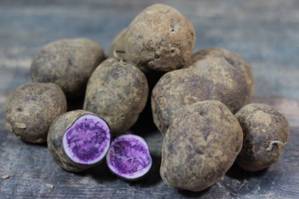 Pomme de Terre bleu d'Artois Bio - Ferme Lafouasse