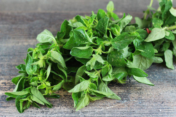 Origan - EARL Chevet