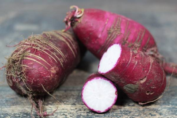 Radis Rose de Chine BIO - Les potagers de Marcoussis