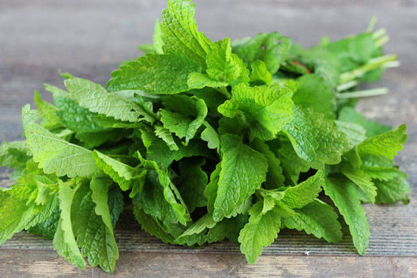 Mélisse - EARL Chevet