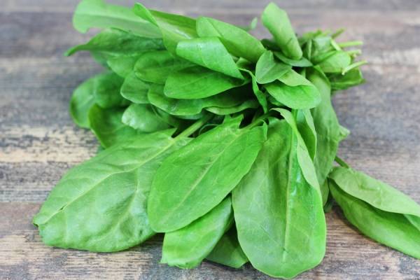 Oseille - EARL Chevet