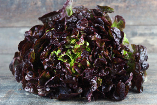 Feuille de chêne rouge - EARL de l'Angélus