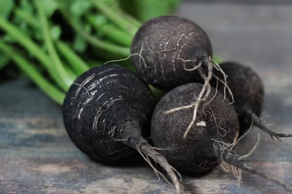 Radis noir BIO - Le Clos de Nonville