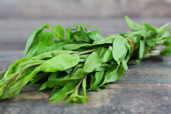 Verveine - EARL Chevet