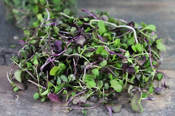 Méli-mélo  - La Belle Pousse