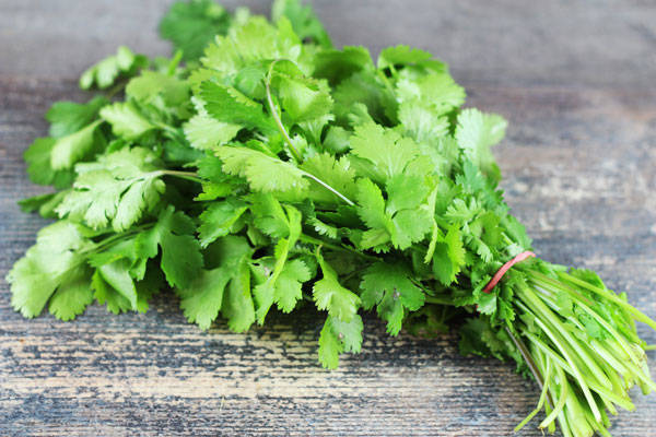 Coriandre - EARL Chevet