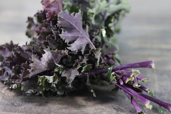Chou kale violet BIO - Les Légumes de Planche