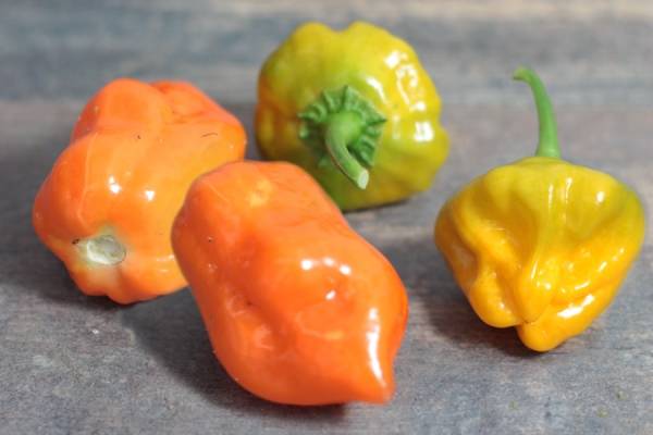 Piment du Suriname - Aéromate