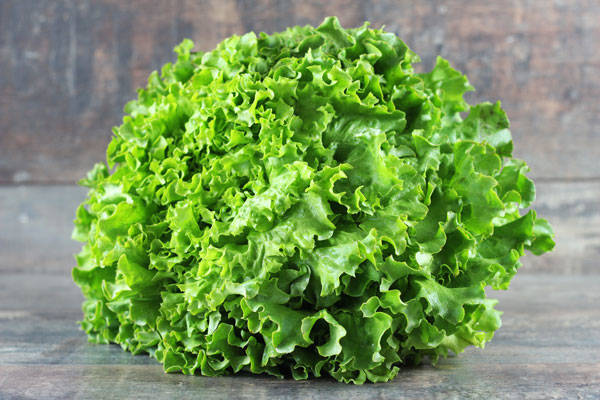 Batavia - EARL de l'Angélus