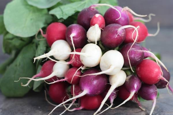 Radis multicolores - Annie, Francis et Julie Tremblay